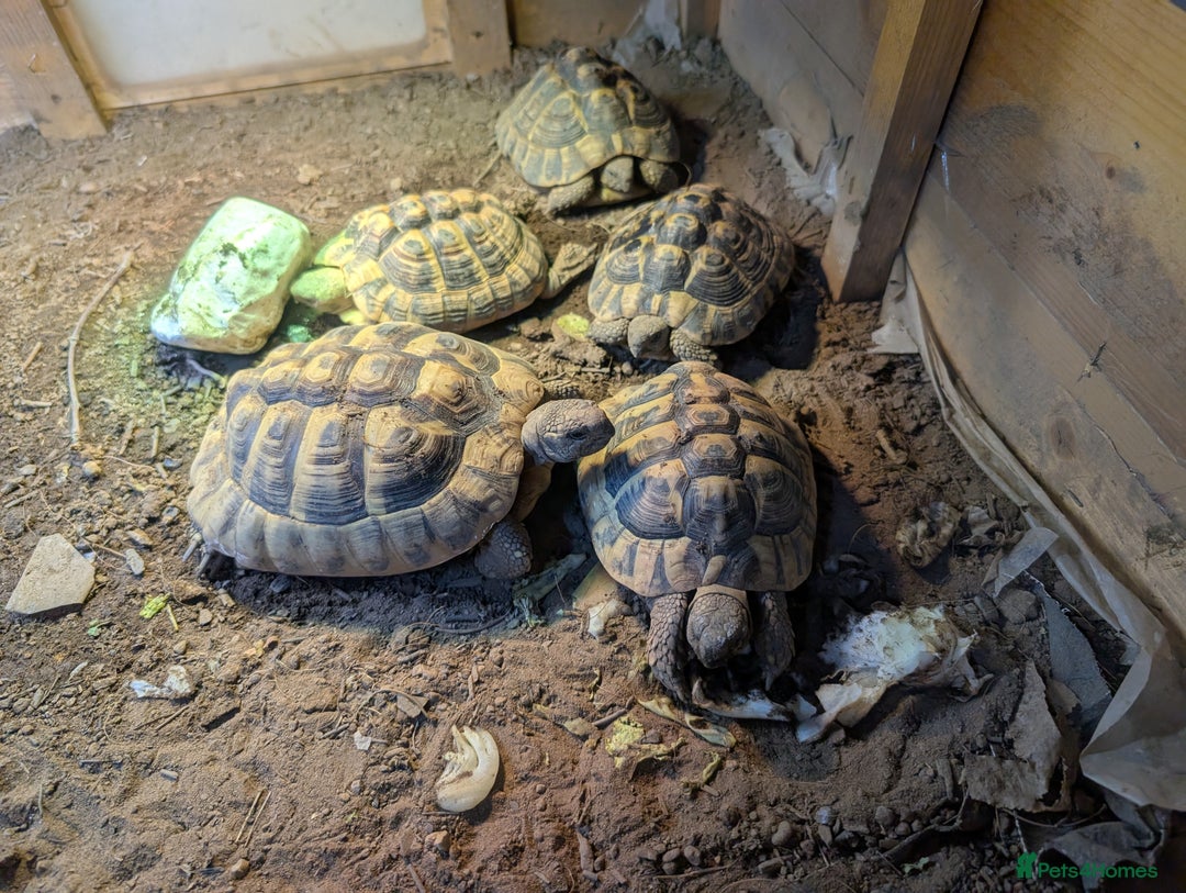 Tortoise reptiles for sale: Breeding Pair of 5 Tortoises 4 Female 1 male  in Ruislip - Image 5