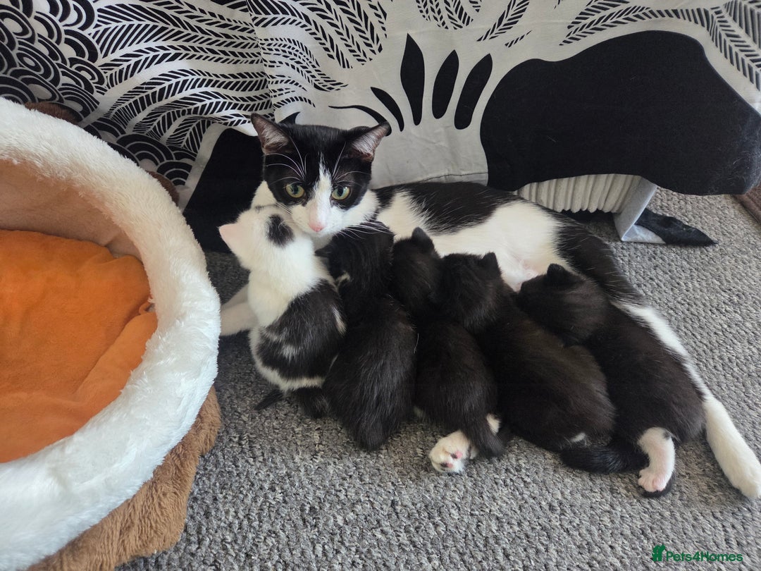 Domestic Shorthair cats for sale: Domestic Short-hair Male cats - Image 7
