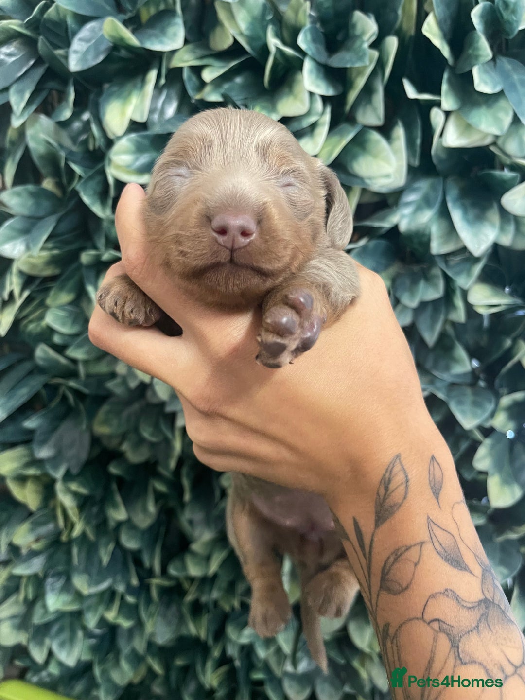 Miniature Dachshund dogs for sale: Long haired Isabella and tan miniature dachshund  - Image 23