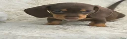 Miniature Dachshund dogs for sale: Beautiful mini smooth dachshund puppies - Advert 15