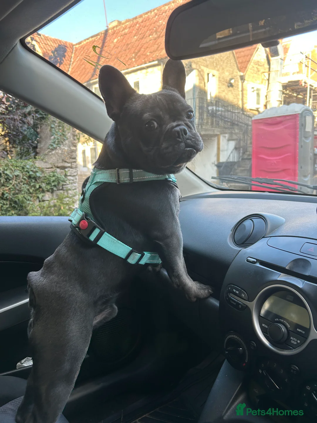 French Bulldog dogs for stud: Blue French Bulldog Stud Available – Aki 🐶💙 - Advert 11