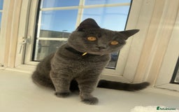 Russian Blue cats for sale: Gorgeous Russian 18 month male - Advert 9