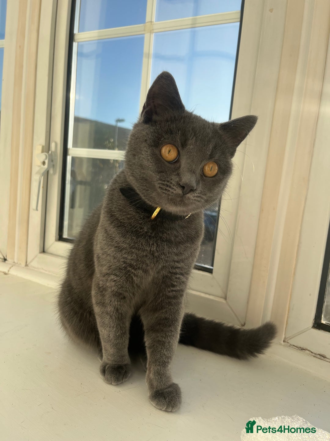 Russian Blue cats for sale: Gorgeous Russian 18 month male - Advert 9
