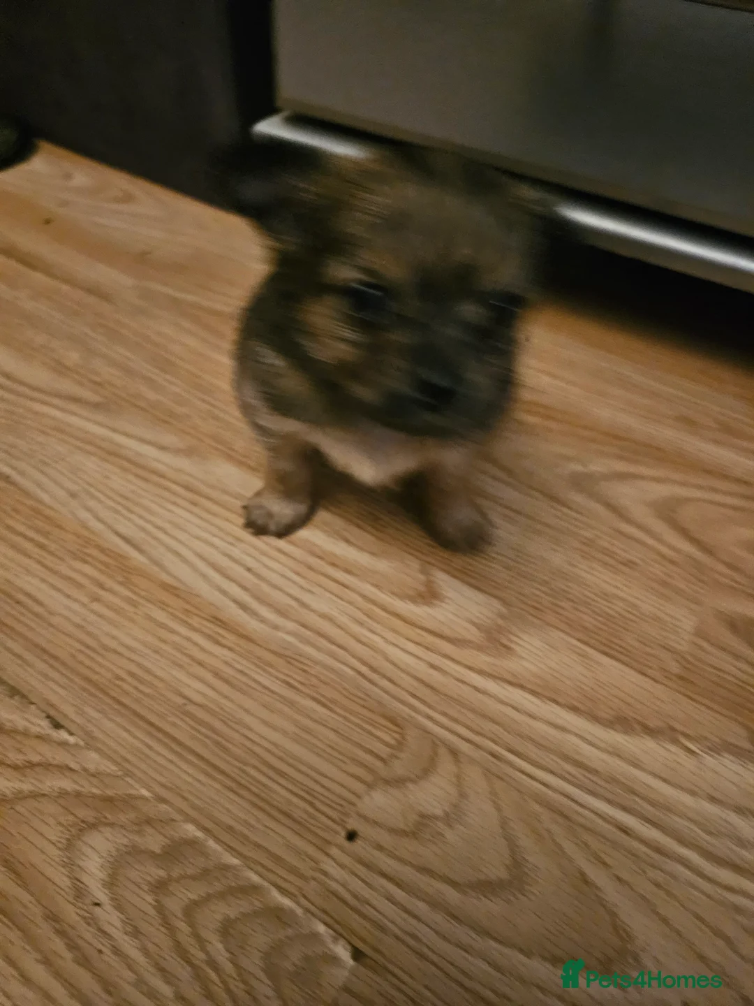 Chihuahua dogs for sale: Tiny chihuahuas  - Advert 7