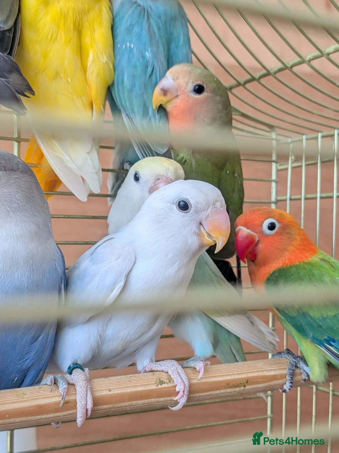 Lovebirds birds for sale: Lovebirds 🦜💚 Available | Babies & Breeding Pair - Advert 1