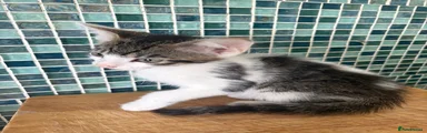 British Longhair 3