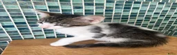 British Longhair cats for sale: 3 gorgeous males - Advert 2