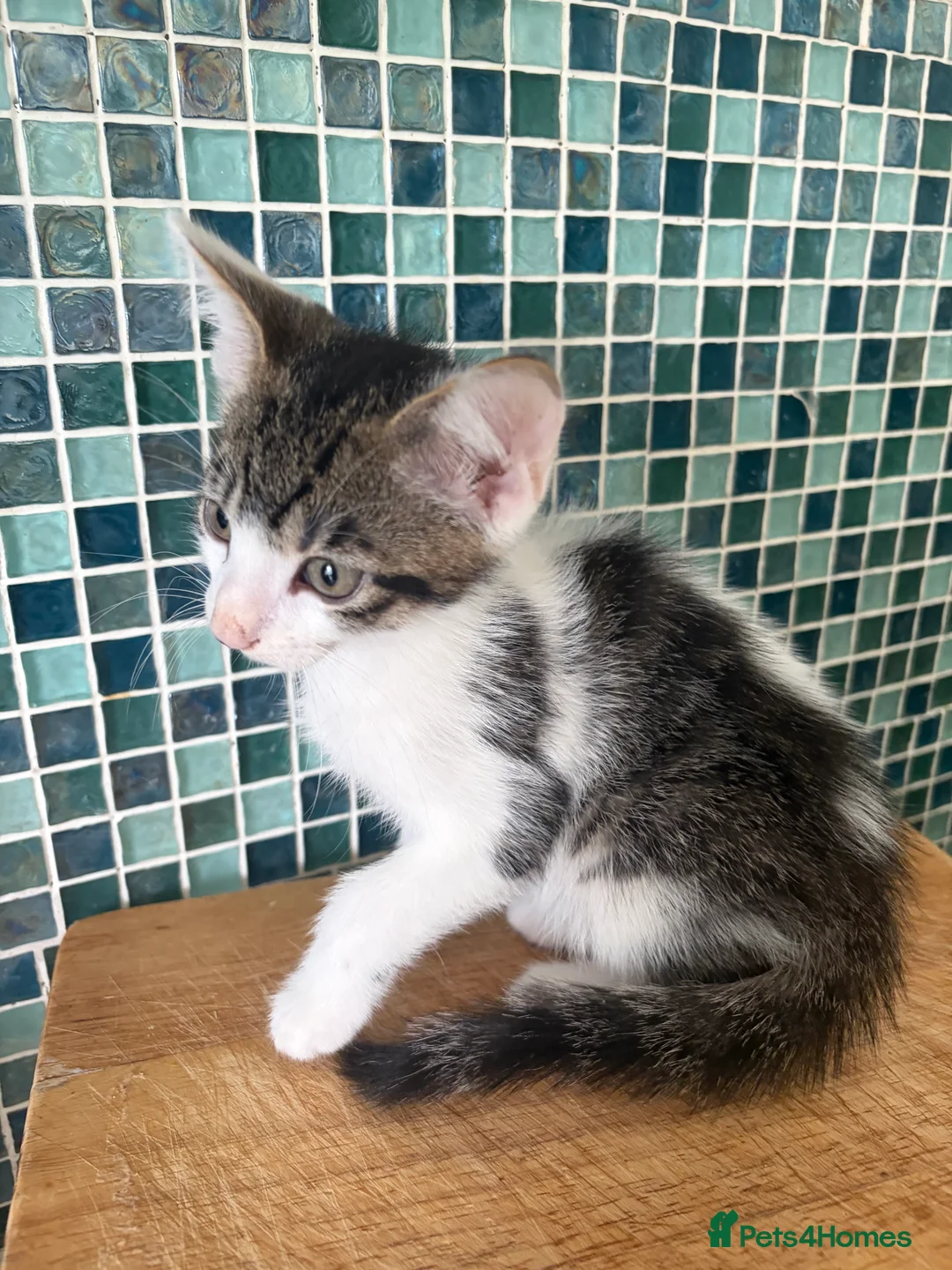 British Longhair cats for sale: 3 gorgeous males - Advert 2
