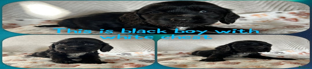 Cocker Spaniel puppy boy 3