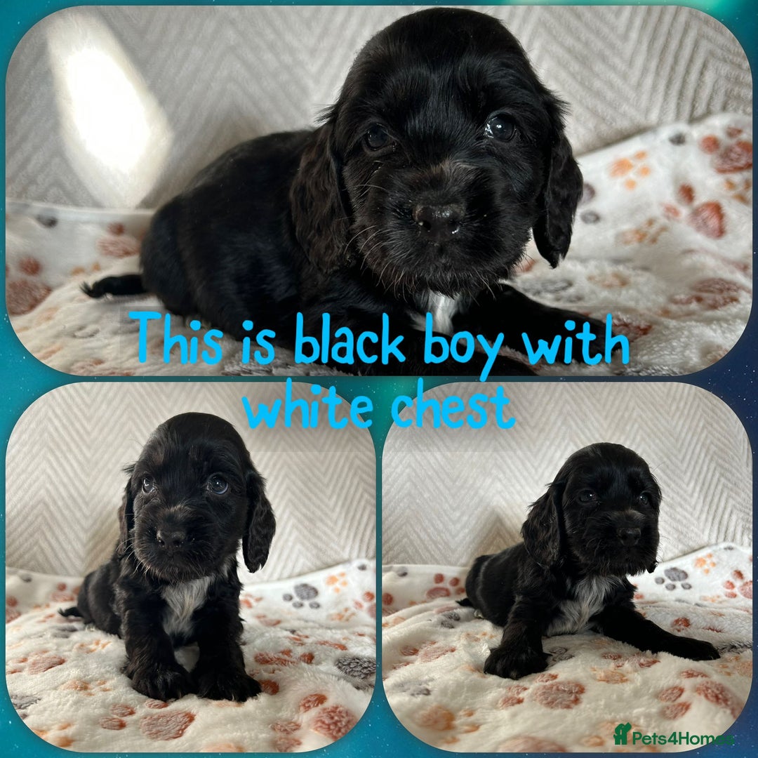 Cocker Spaniel dogs for sale: Show cocker spaniels top quality  - Advert 6