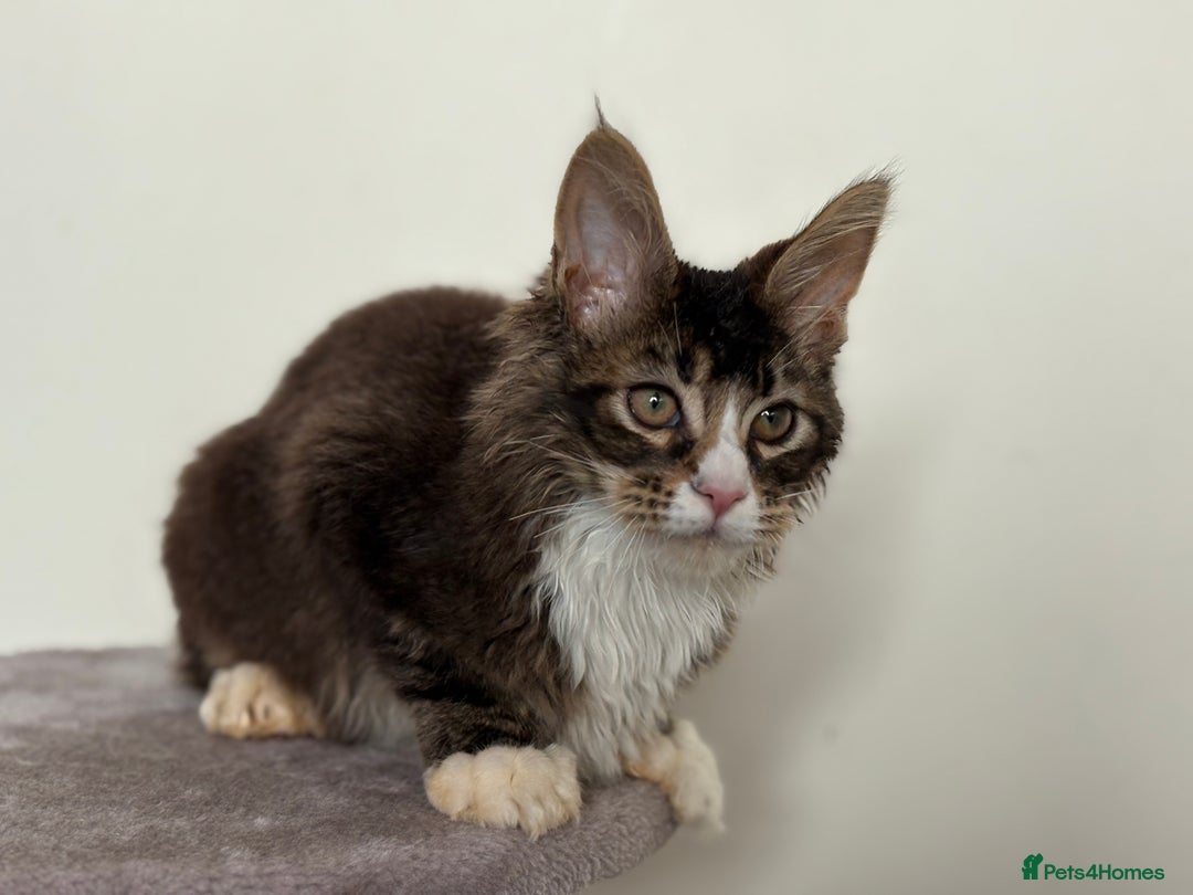 Maine Coon cats for sale: Large Male Quad Polydactyl Maine Coon - Image 5