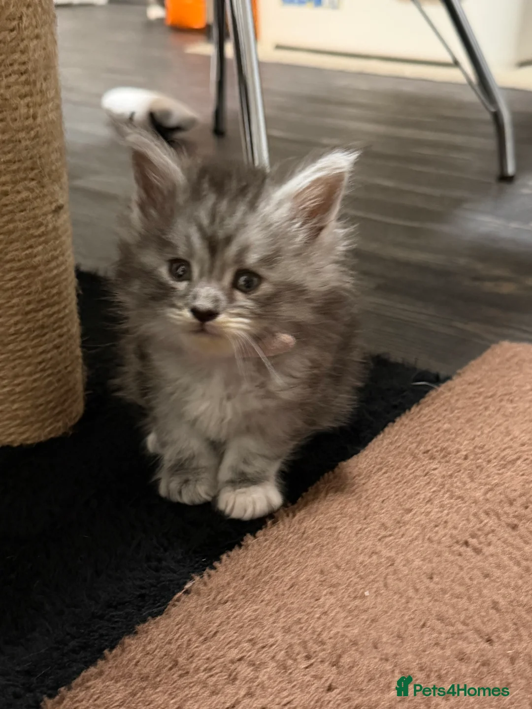 Maine Coon cats for sale: Gorgeous grey Mainecoon kitten  - Advert 4