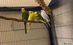 Budgerigars birds for sale: Reserved 4 Budgies searching for new homes  - Image 6