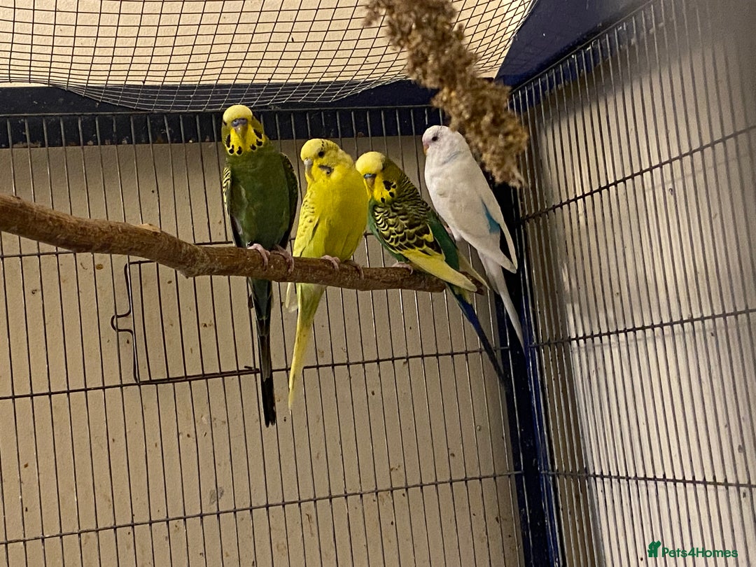 Budgerigars birds for sale: Reserved 4 Budgies searching for new homes  - Image 6