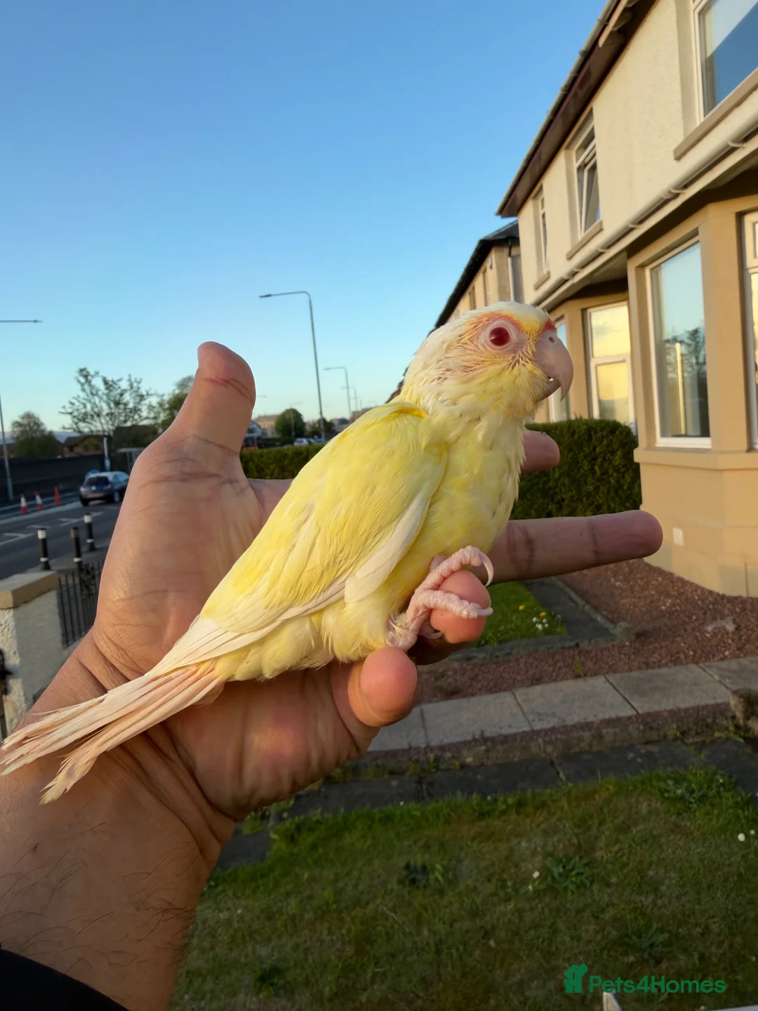 Conures birds for sale: Creamino and Tarquies and voilet - Advert 3