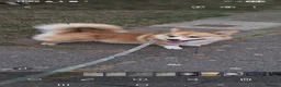 Welsh Corgi Pembroke dogs for stud: Health Tested Pembroke Corgi  in Cardiff - Advert 2