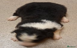 Border Collie dogs for sale: Border Collies for sale - Image 17