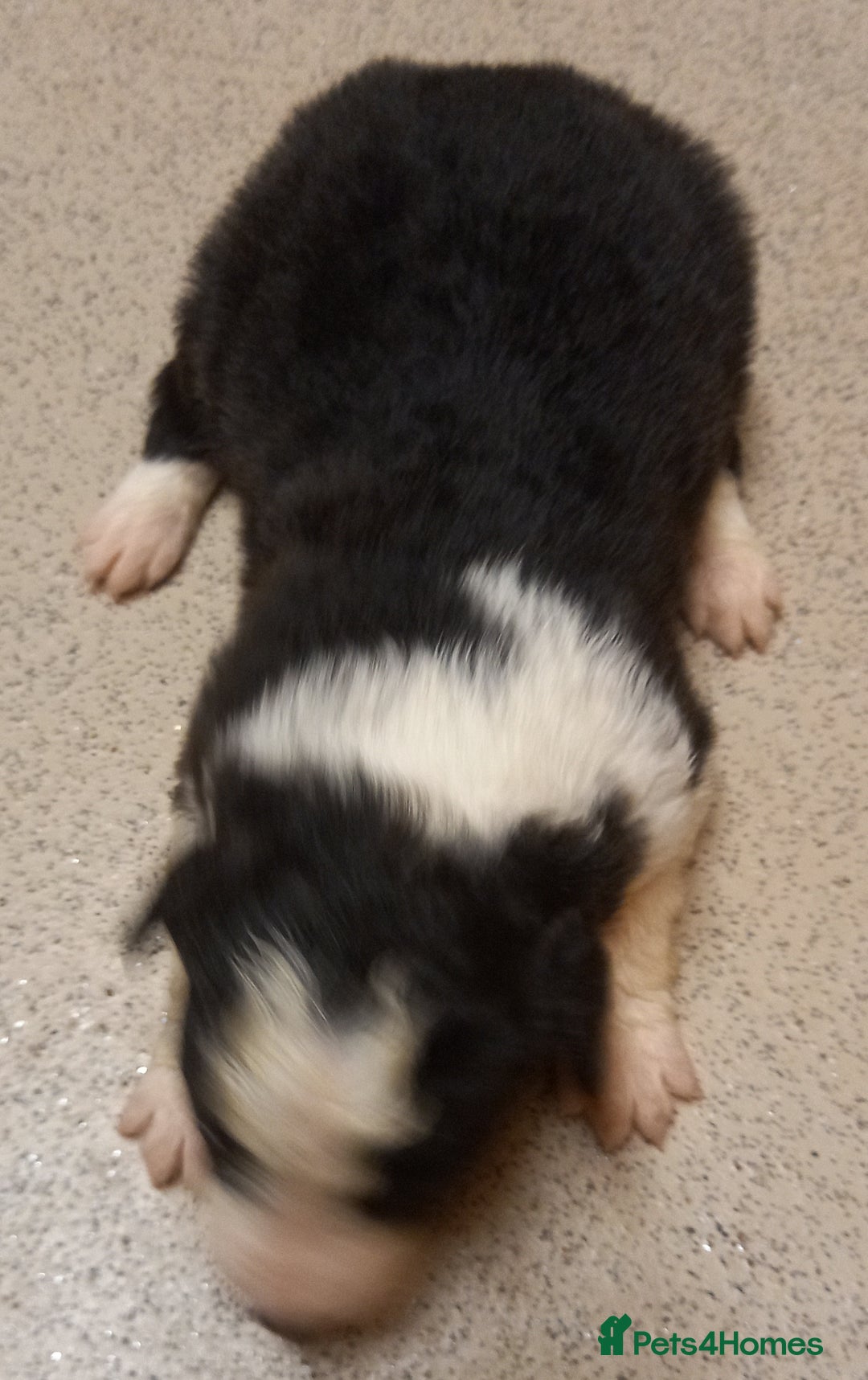 Border Collie dogs for sale: Border Collies for sale - Image 17