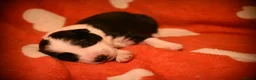 Border Collie dogs for sale: Beautiful health tested border collies - Advert 14