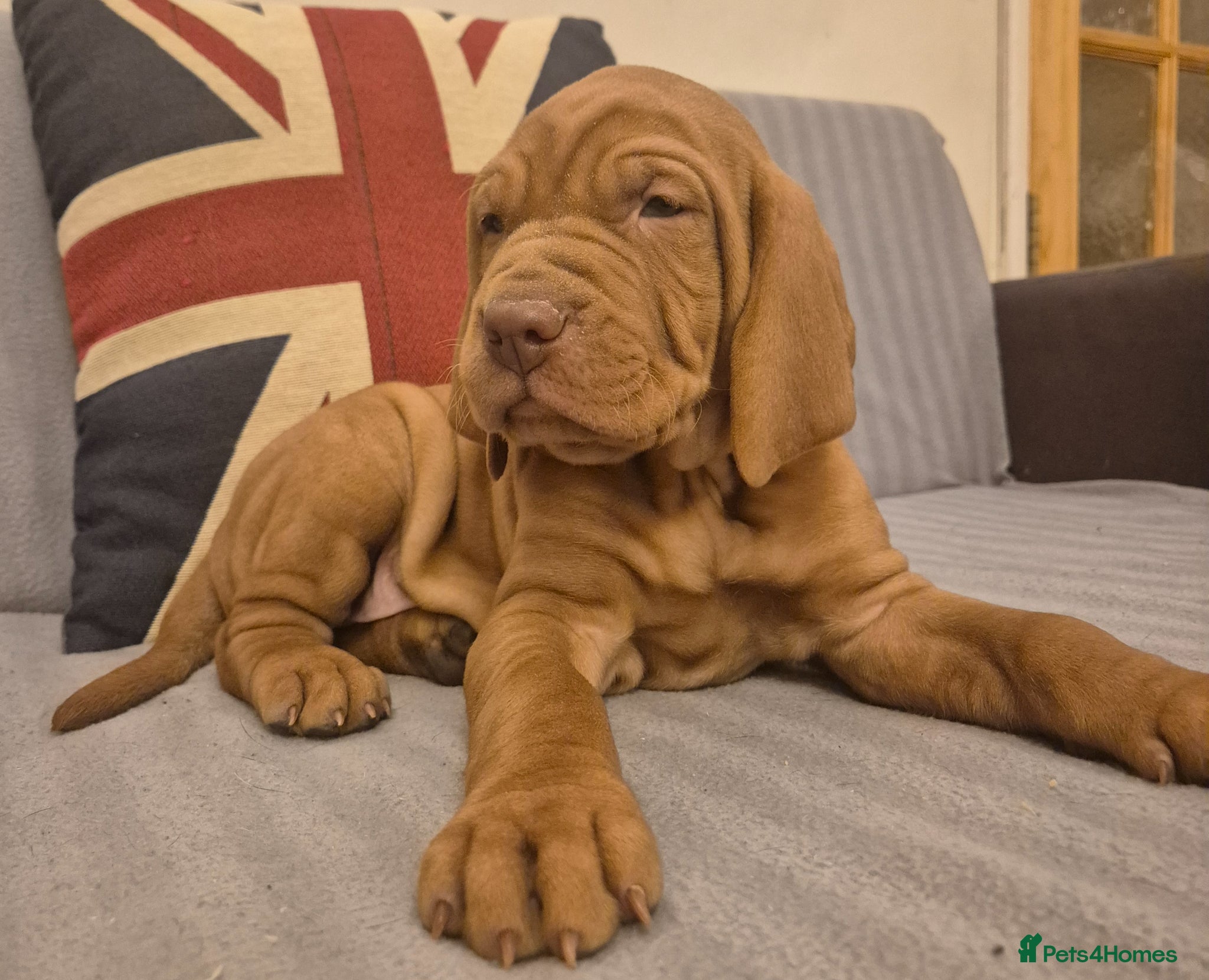 Hungarian Vizsla dogs 🐾 Adorable Vizsla Puppies – 4 Girls! 🐾 - Advert 4