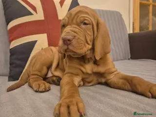 Hungarian Vizsla dogs 🐾 Adorable Vizsla Puppies – 4 Girls! 🐾 - Advert 4