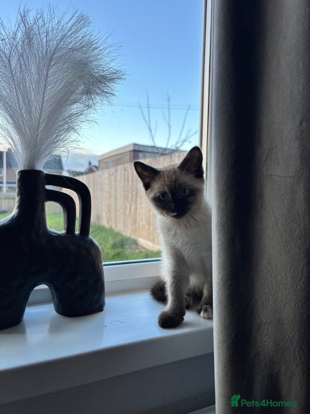 Mixed Breed cats for sale: Two lovely kittens for sale  - Advert 2