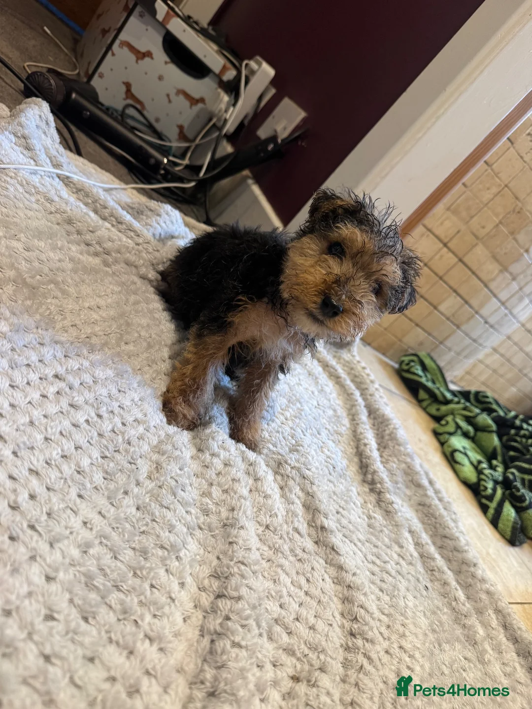 Mixed Breed dogs for sale: Lakeland/Welsh terriers (welkies) in Littleborough - Advert 2