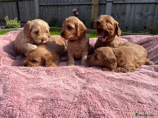 Cockapoo dogs Quality F1 Cockapoos🌟PRA-AMS-FN Health tested - Advert 6