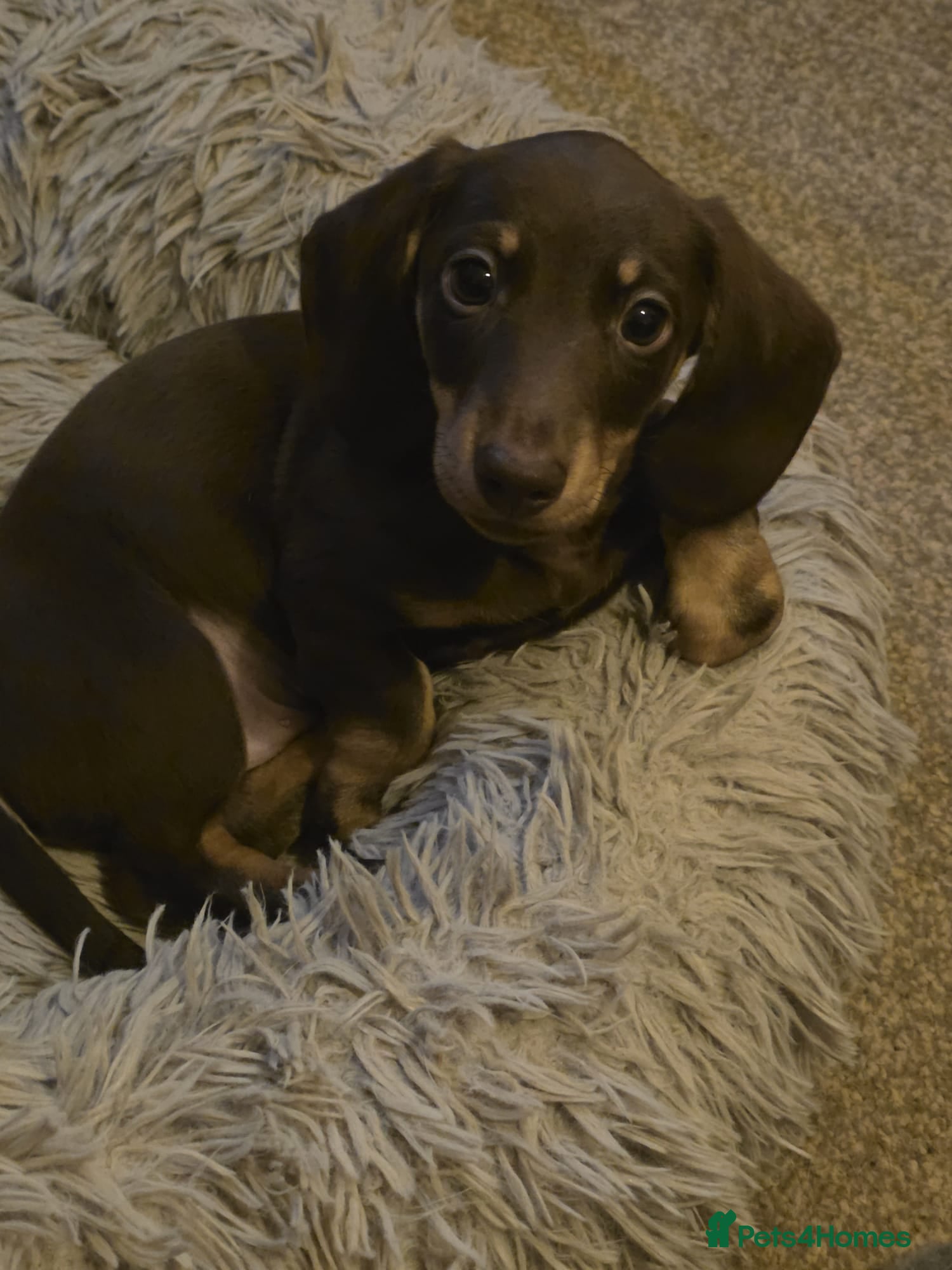 Miniature Dachshund dogs Mini dachshund male - Advert 2