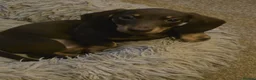 Miniature Dachshund dogs for sale: Mini dachshund male in Torquay - Advert 2