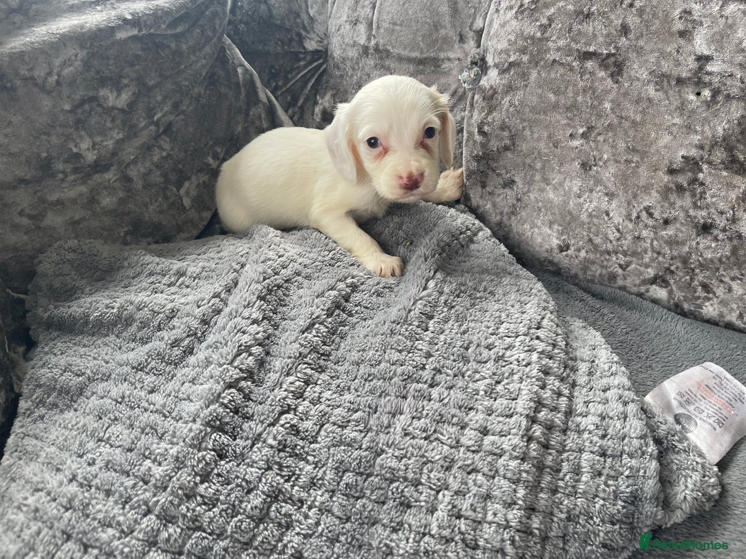 Cocker Spaniel dogs for sale: Cocker spaniel pups - Image 11