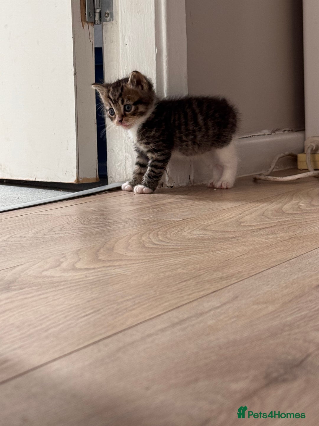 Persian cats for sale:  6 Persian kittens  - Image 19