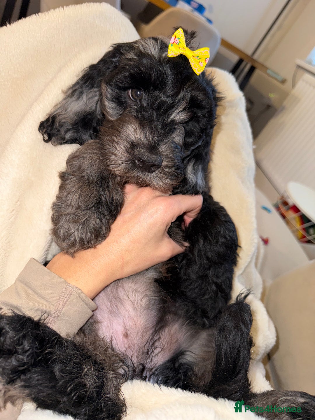 Cockapoo dogs for sale: F1 Merle Cockapoos - Image 7