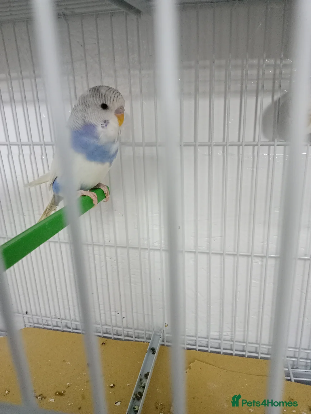 Budgerigars birds for sale: 3 blue n white budgies born last year - Advert 3