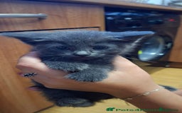 European cats for sale: Kittens  - Image 2