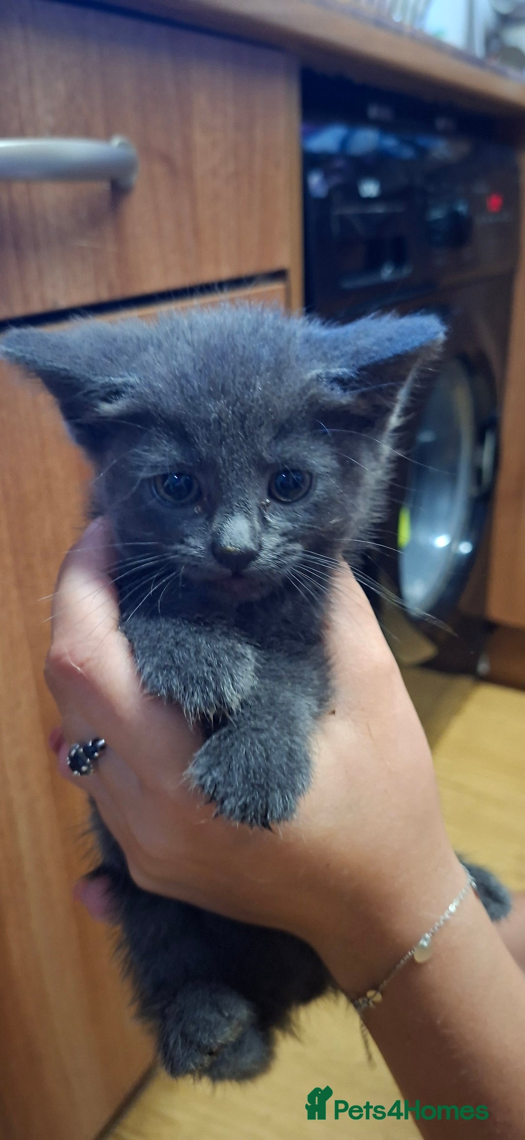 European cats for sale: Kittens  - Image 2