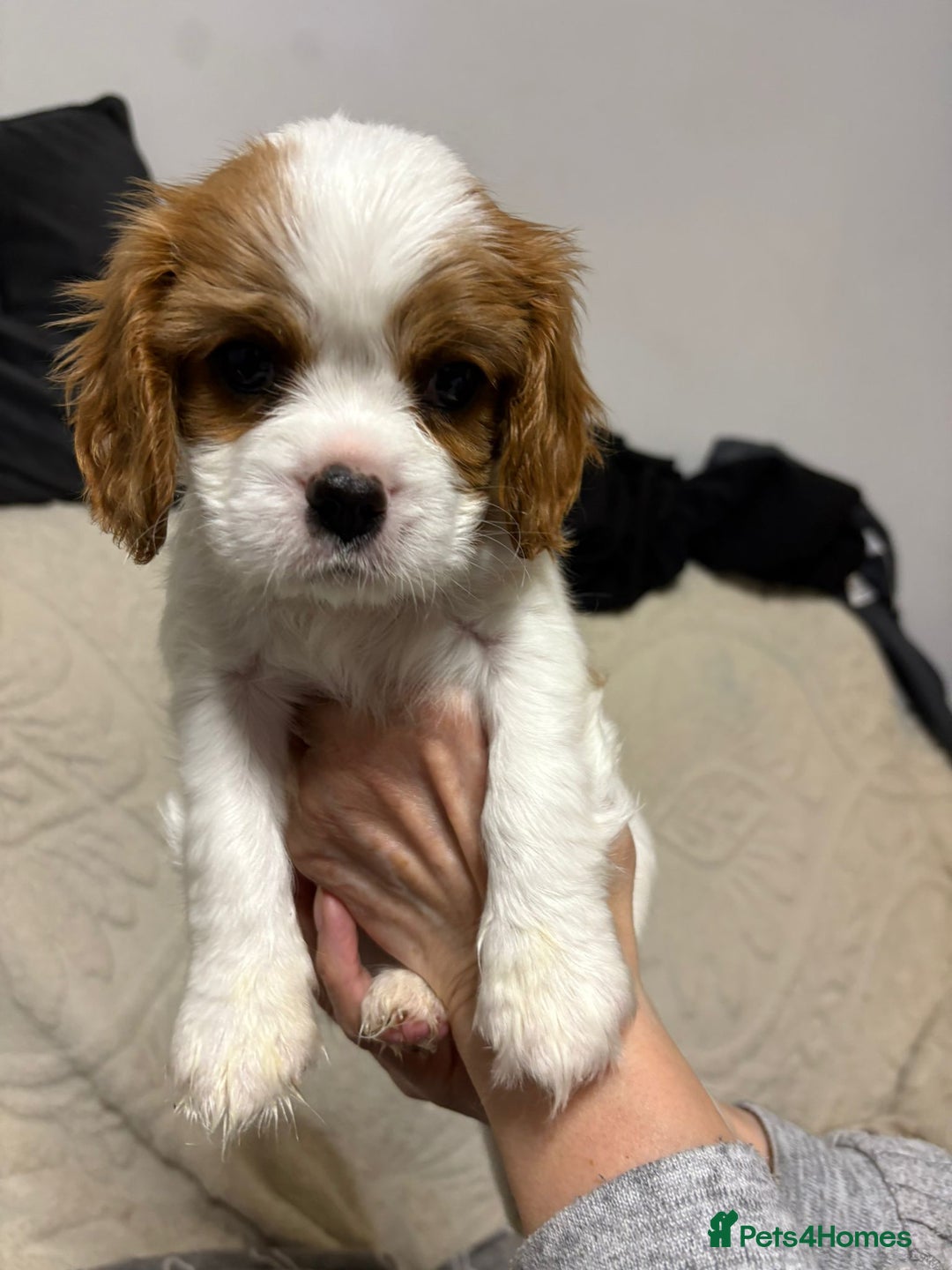 Cavalier King Charles Spaniel dogs for sale: Beautiful Blenheim King Charles spaniel pups    - Advert 34