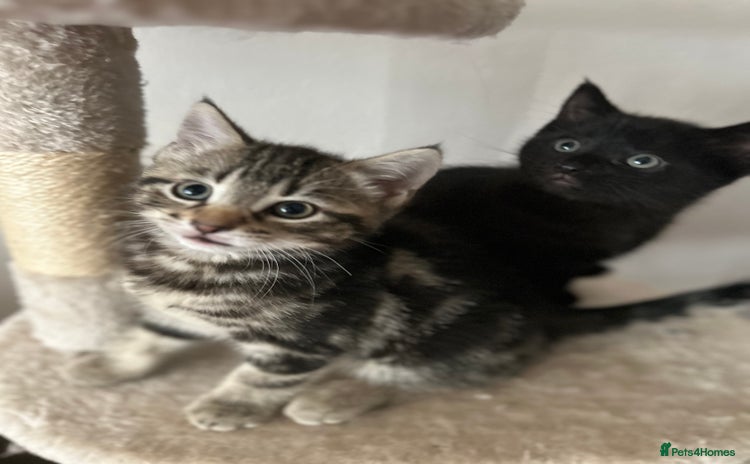 Mixed Breed cats Purr- fectly Adorable Kittens for loving homes - Advert 4