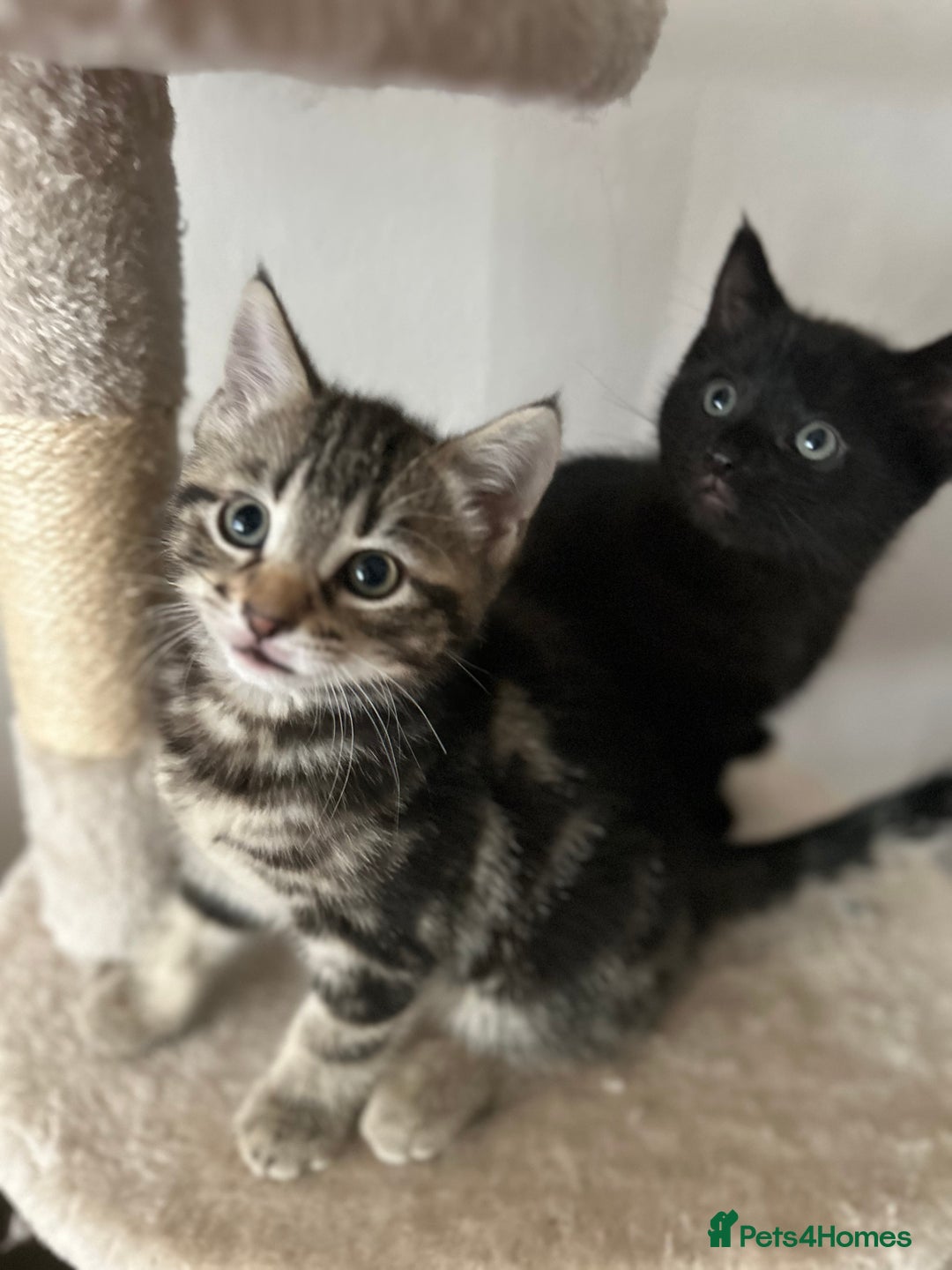 Mixed Breed cats for sale: Purr- fectly Adorable Kittens for loving homes - Advert 1