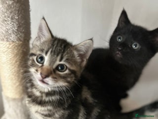 Mixed Breed cats Purr- fectly Adorable Kittens for loving homes - Advert 2