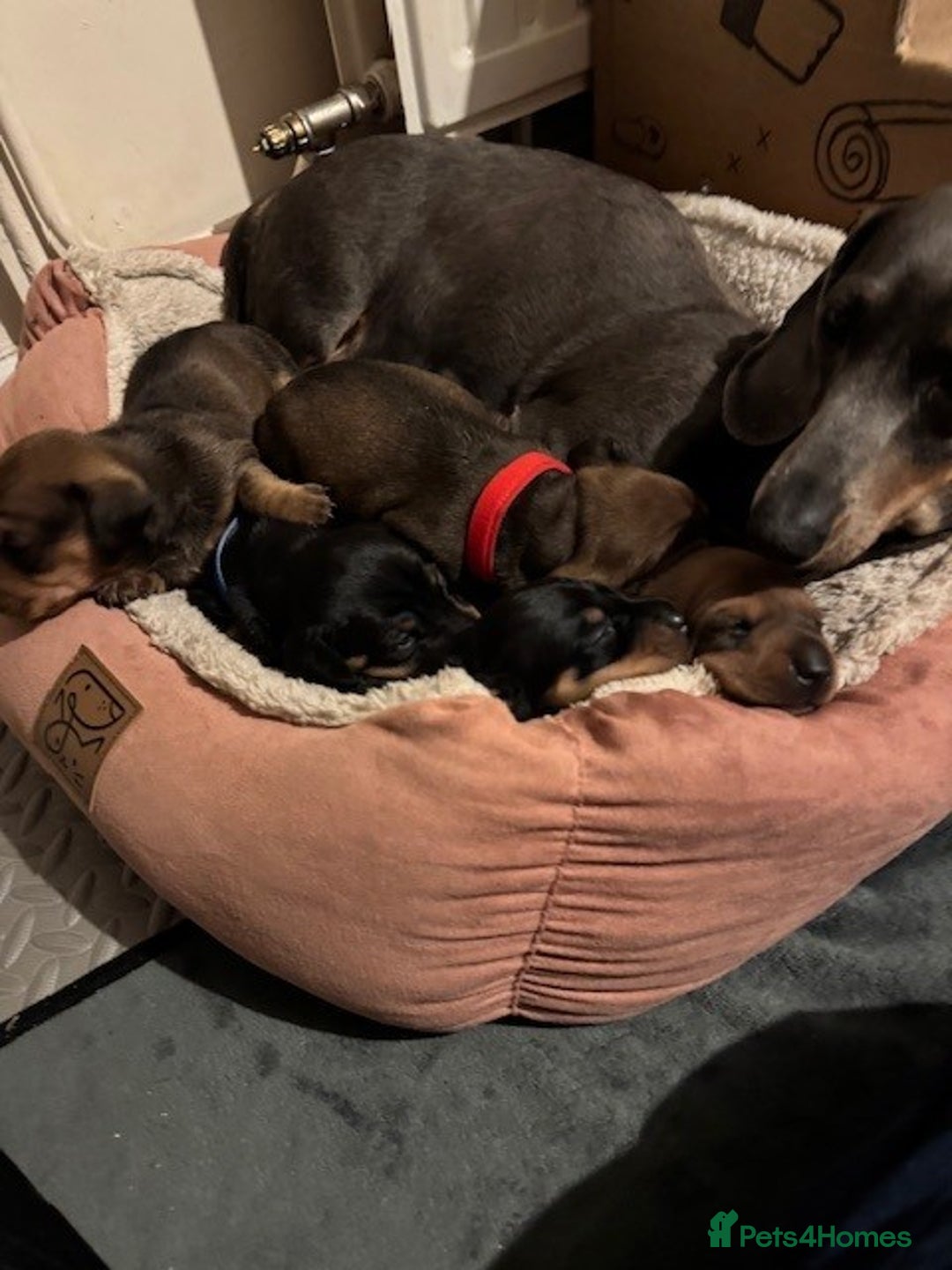 Miniature Dachshund dogs for sale: Adorable KC Reg smooth coated mini Dachshunds - Image 16