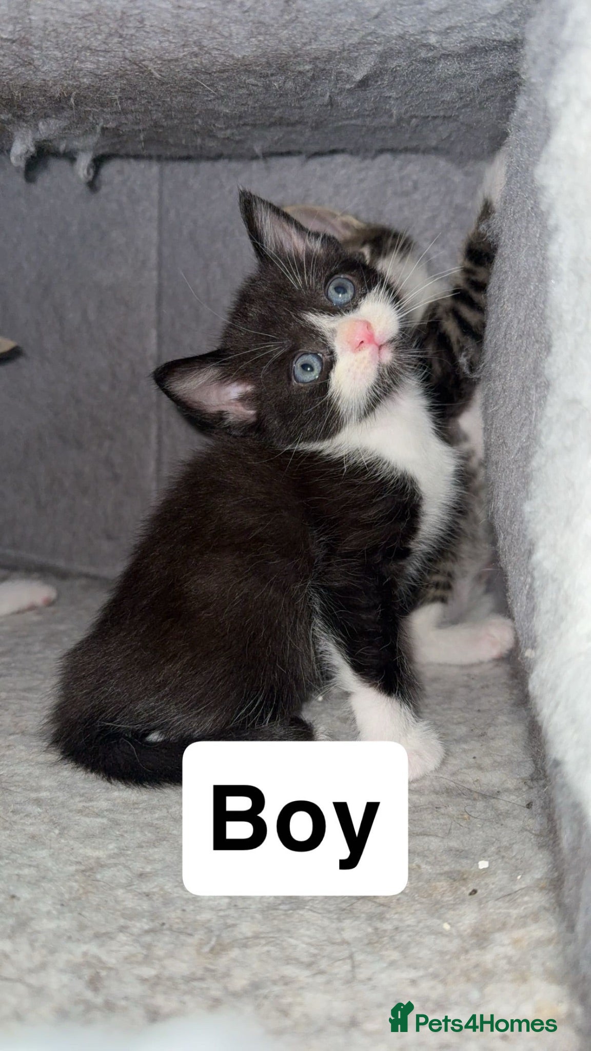 Mixed Breed cats Boy kittens for sale  - Advert 1