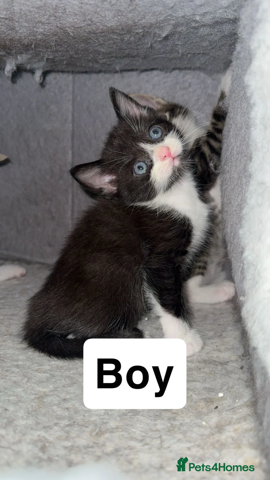 Mixed Breed cats for sale: Boy kittens for sale  - Advert 1