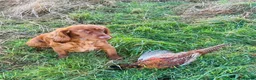 Cocker Spaniel dogs for sale: Working cocker spaniel bitch for sale  - Advert 3