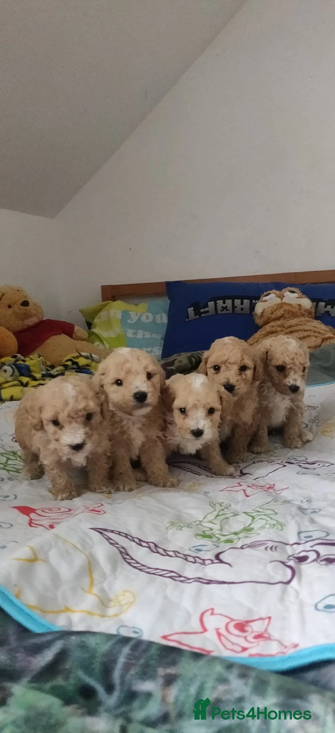 Maltipoo dogs for sale: 5 Adorable Maltipoo Puppies Looking for new homes - Advert 2