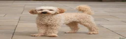 Toy Poodle dogs for stud: FullPanel DNA Tested Clear, KC reg+ Apricot - Advert 2