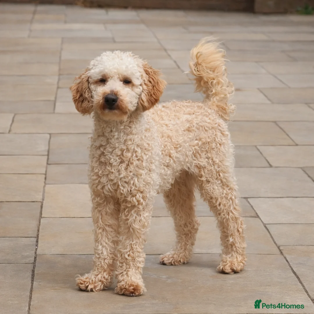 Toy Poodle dogs for stud: FullPanel DNA Tested Clear, KC reg+ Apricot - Advert 2
