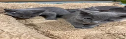 Russian Blue cats for sale: Stunning gccf registered Russian blue kittens  - Advert 8