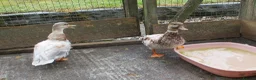 Ducks poultry for sale: Various Call Ducks - Advert 7