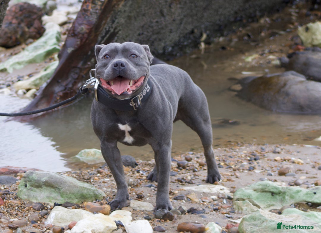 Staffordshire Bull Terrier dogs for sale: Stunning Blue staffy KC Registered Bullscaff Pups - Image 24
